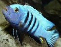 Cynotilapia afra 1